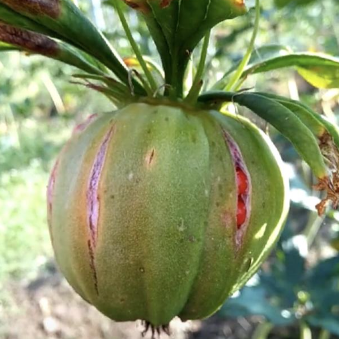 Rhizoma Paridis (Chinese One Flower with Seven Leaves)
