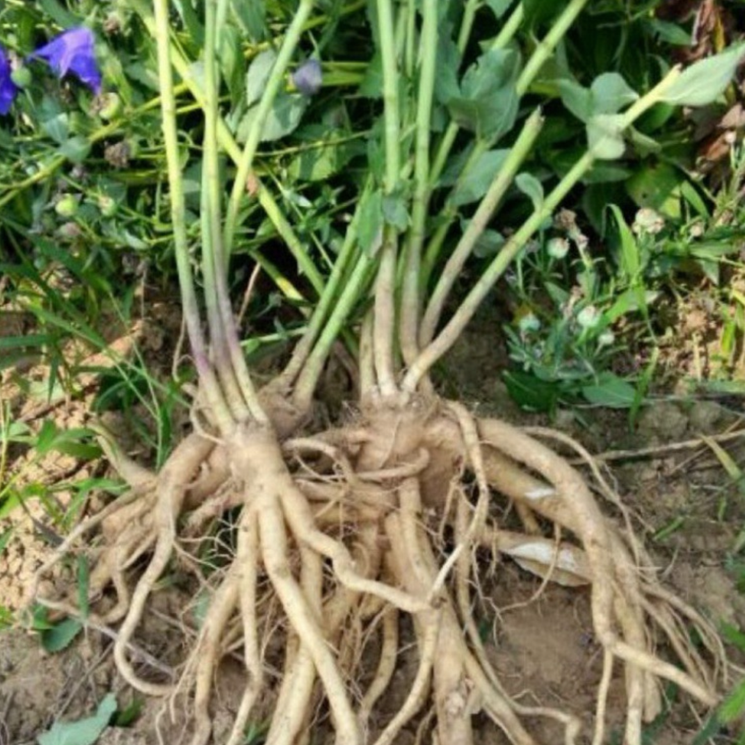 Balloon Flower Root (Platycodon Root)