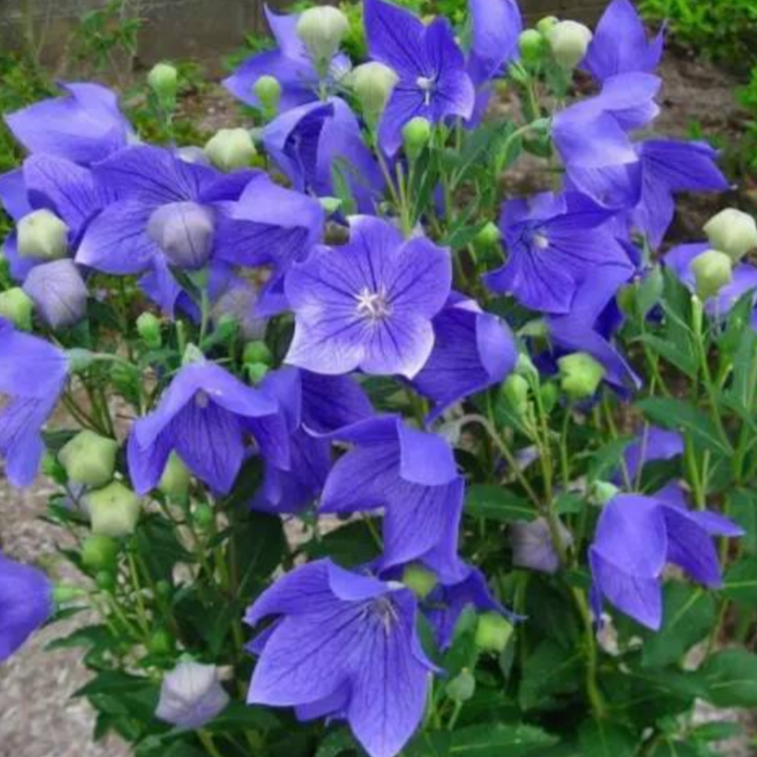 Balloon Flower Root (Platycodon Root)