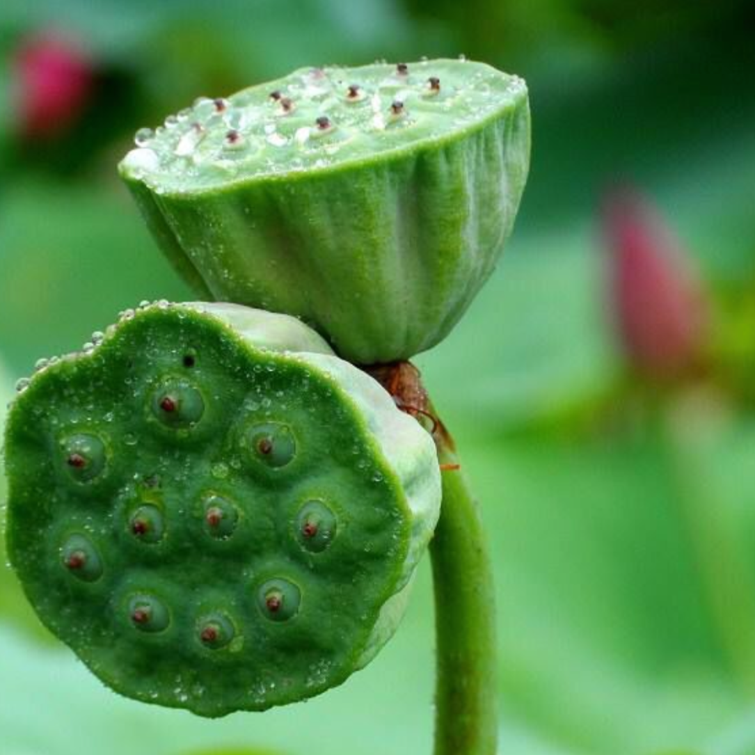 Lotus Seeds