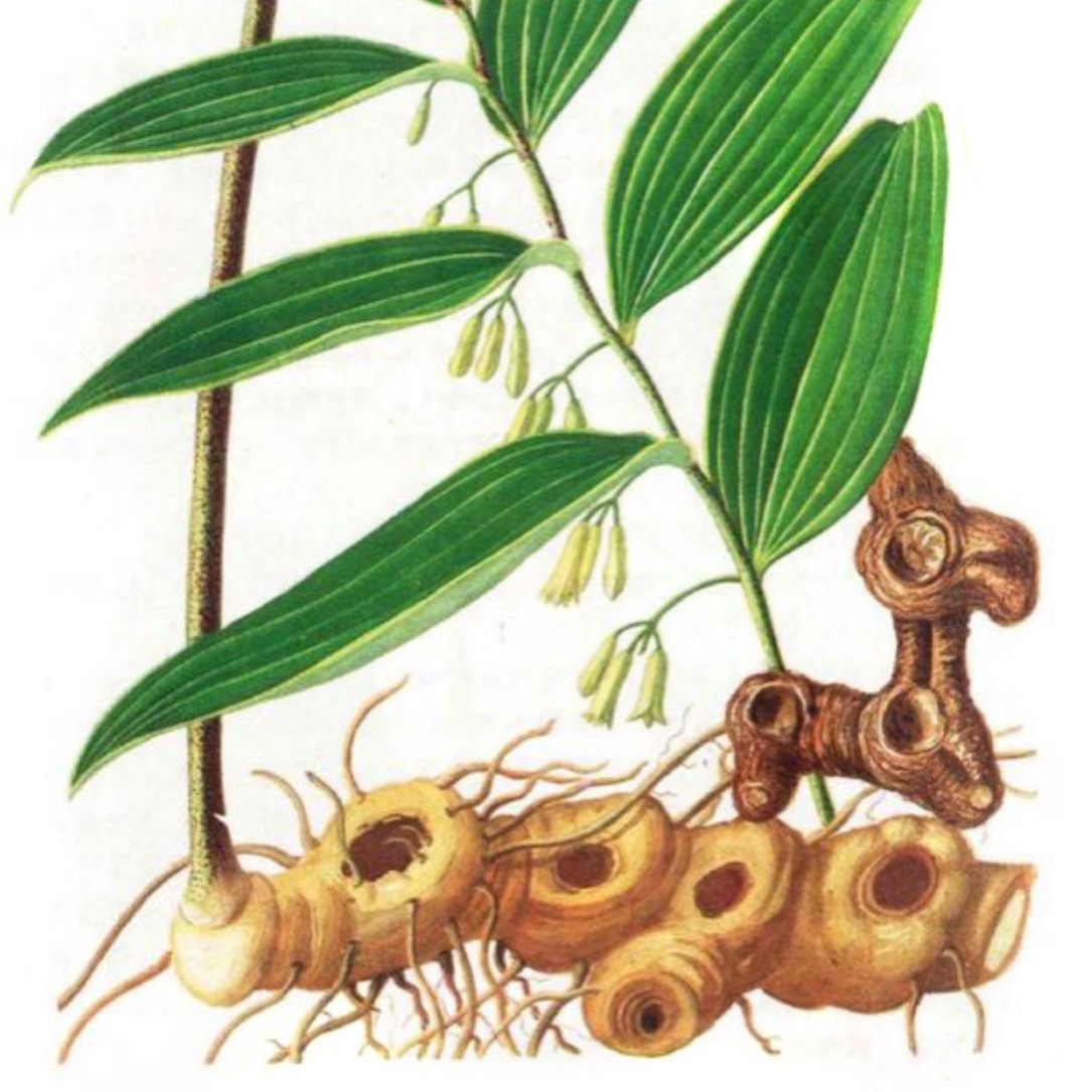 Polygonatum