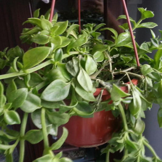 Andrographis Paniculata