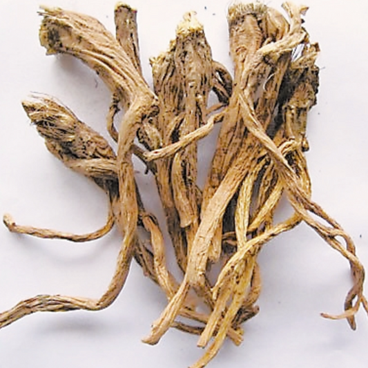 Radix Gentianae Macrophyllae