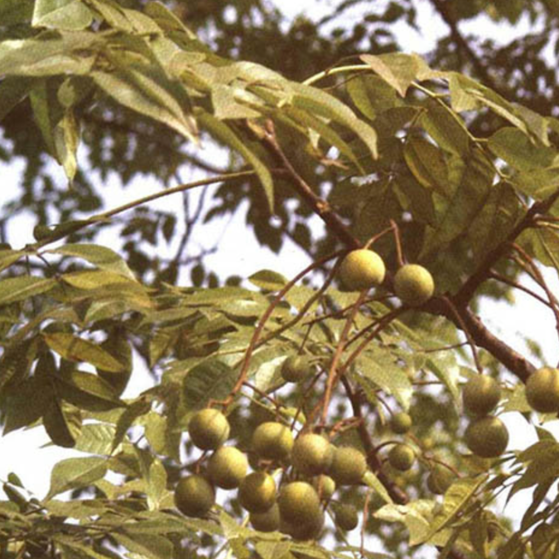 Fructus Toosendan (Sichuan China Berry)