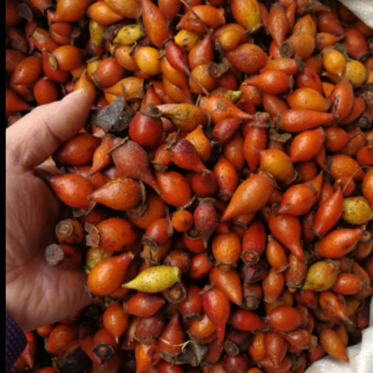 Fructus Rosae Laevigatae