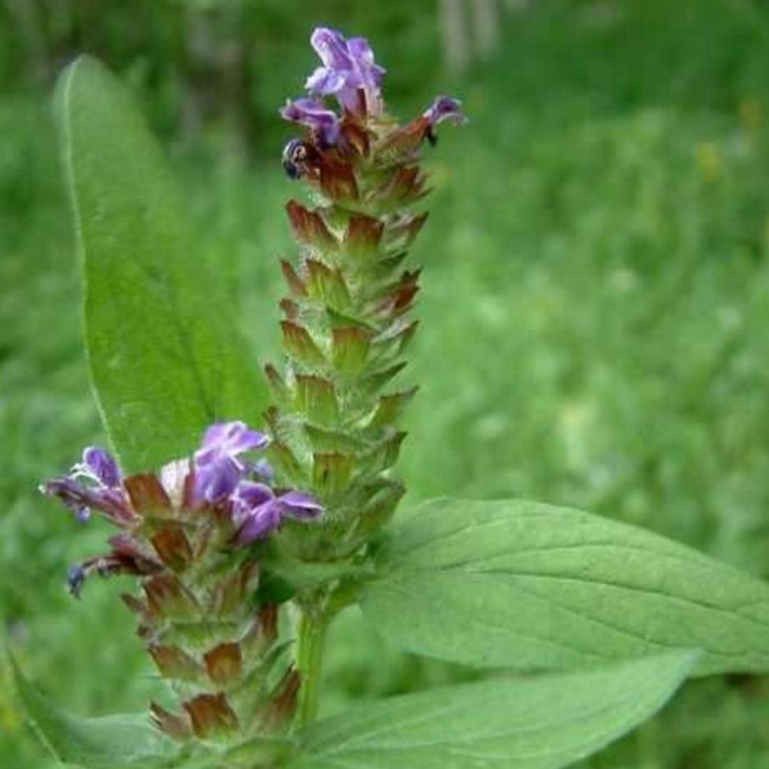 Selfheal Spike (Prunella Spike)