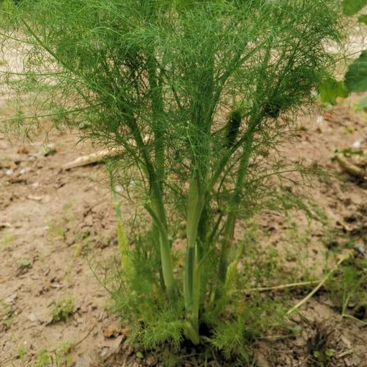 Fennel Seed