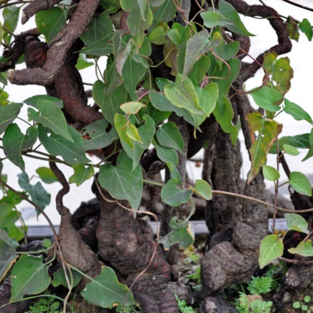 Fleece Flower Root – Nature's Way Herbal Remedies