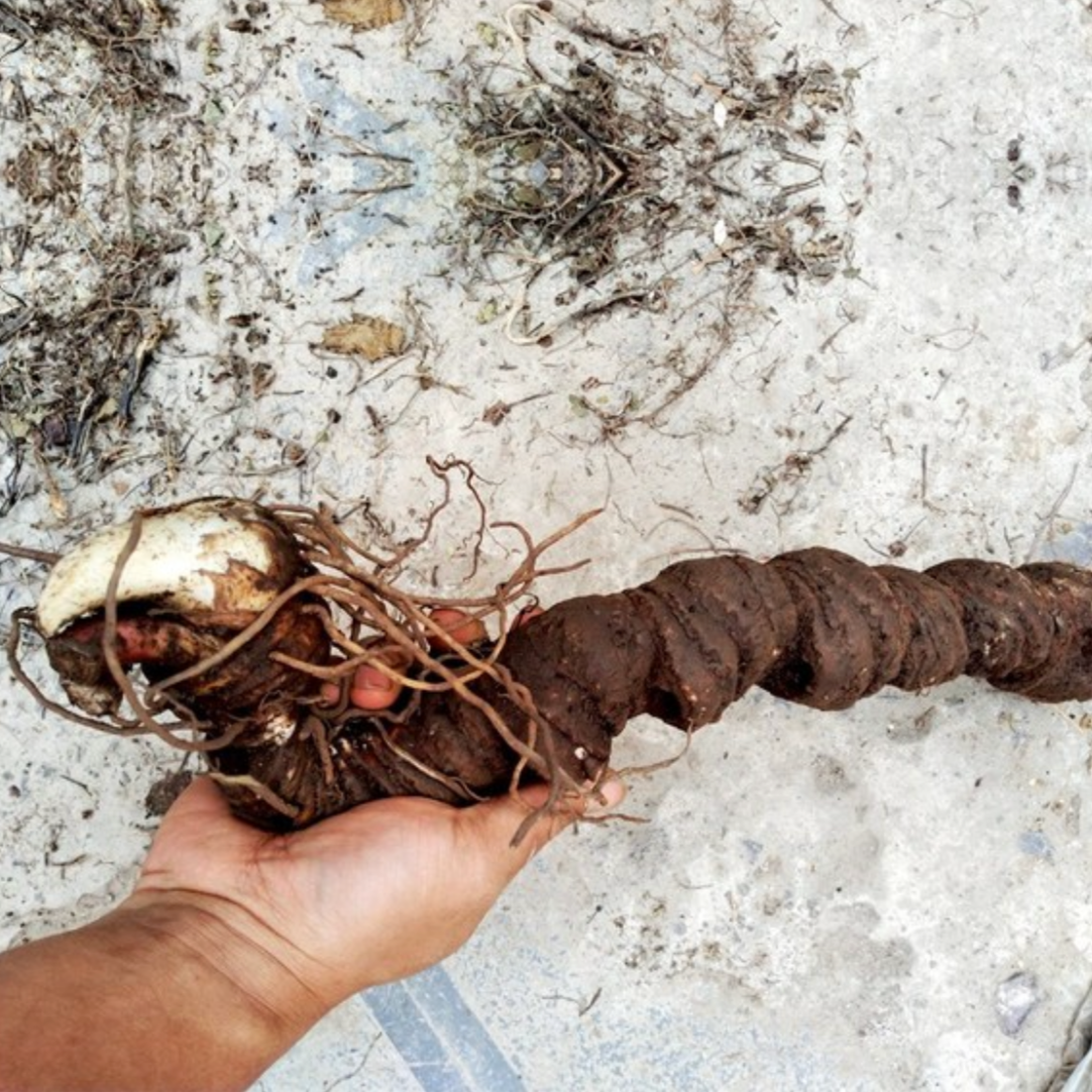 Rhizoma Paridis (Chinese One Flower with Seven Leaves)