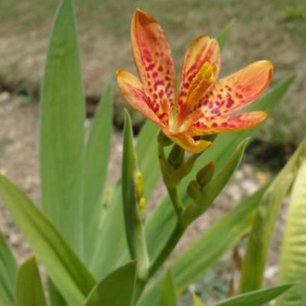 Blackberry Lily Rhizome