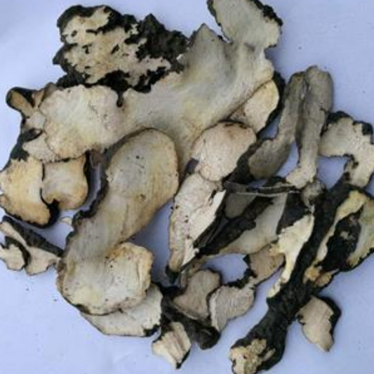 Polyporus Umbellatus