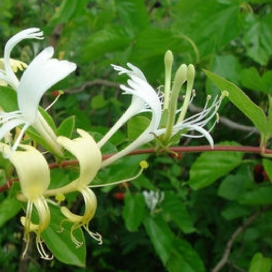 Honeysuckle