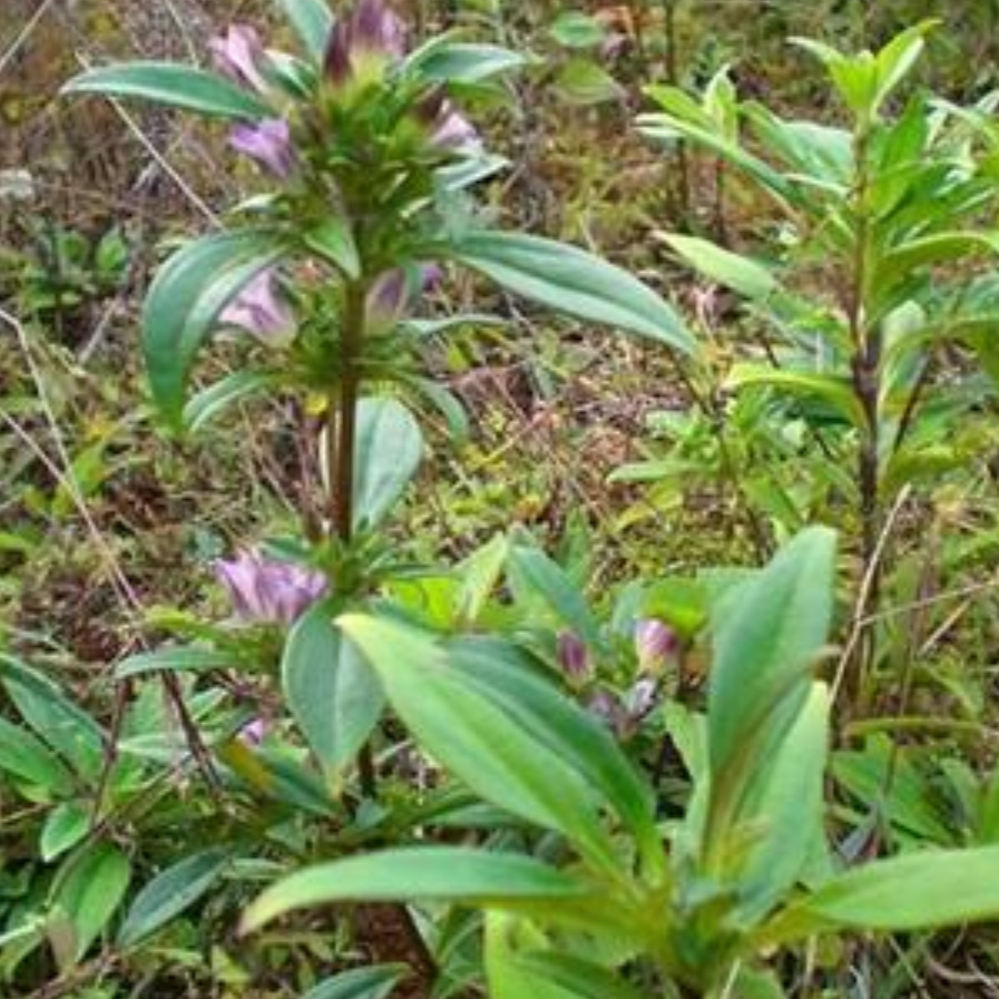 Receptaculum Nelumbinis (Chinese Gentian)