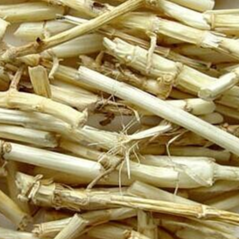 Woolly Grass Rhizome