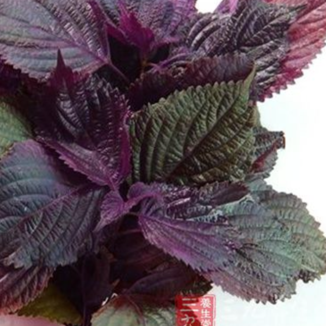 Perilla Leaf(紫苏叶）