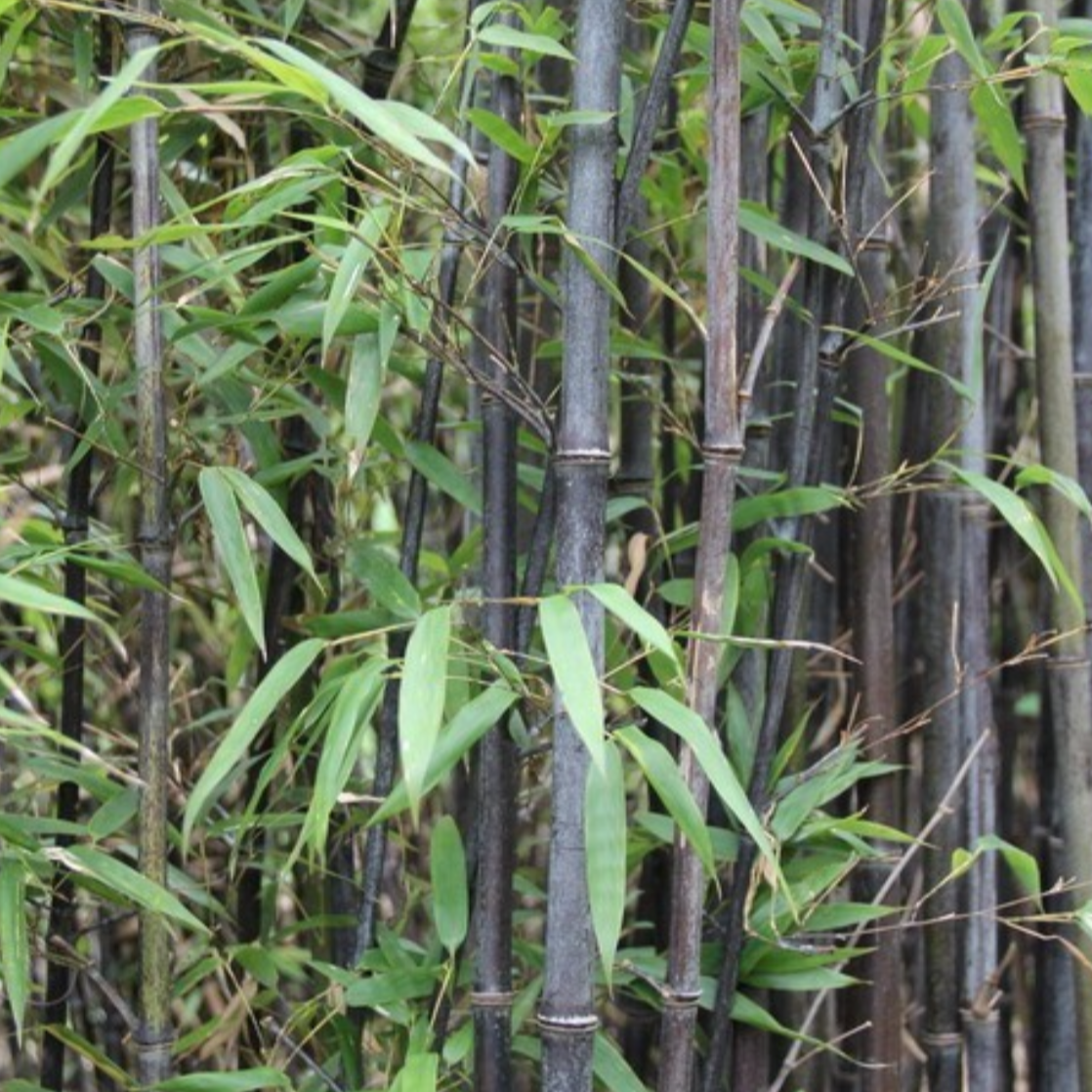 Bamboo Shavings