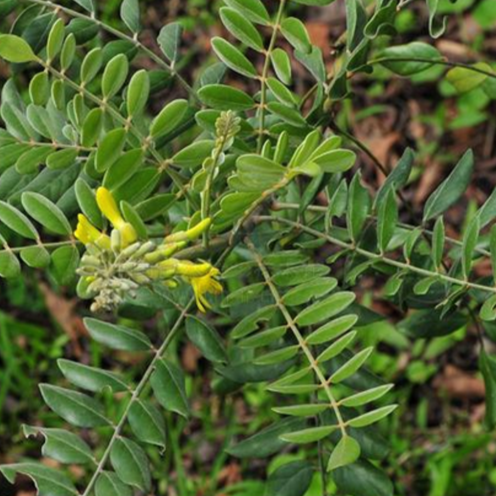 Radix Sophorae Flavescentis