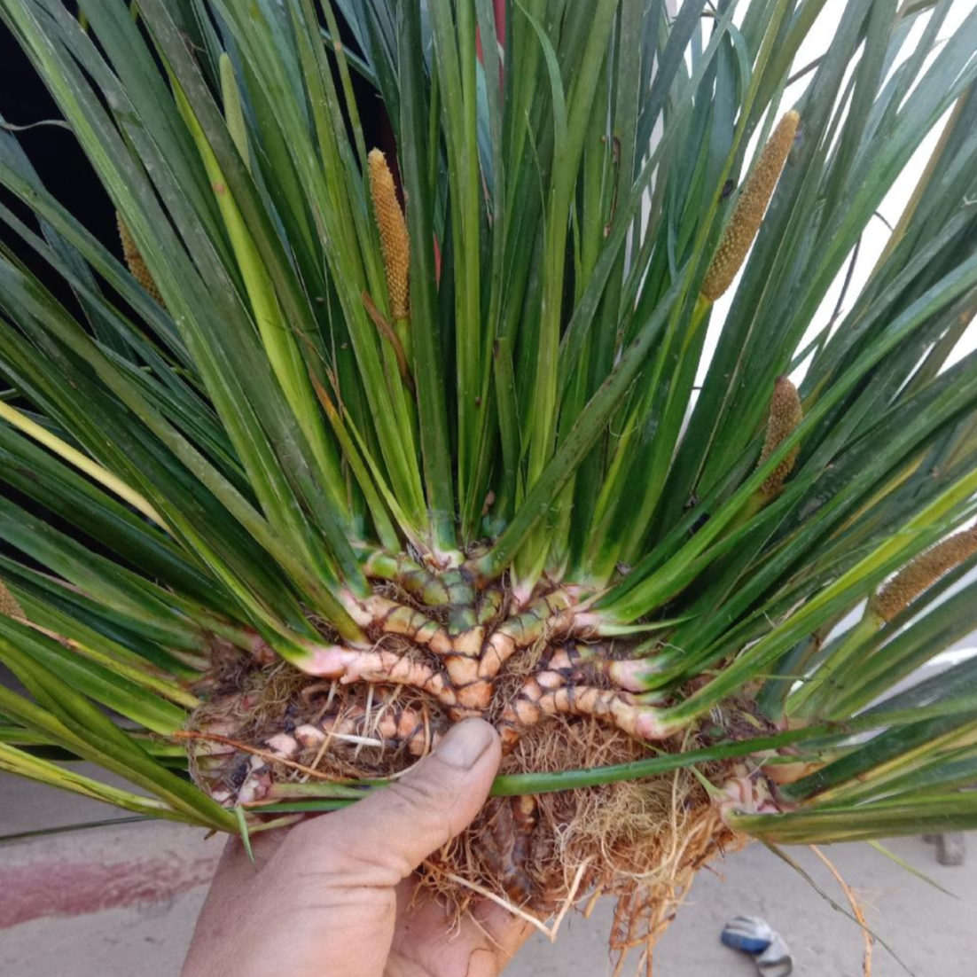 Rhizome Tatarinow Sweetflag