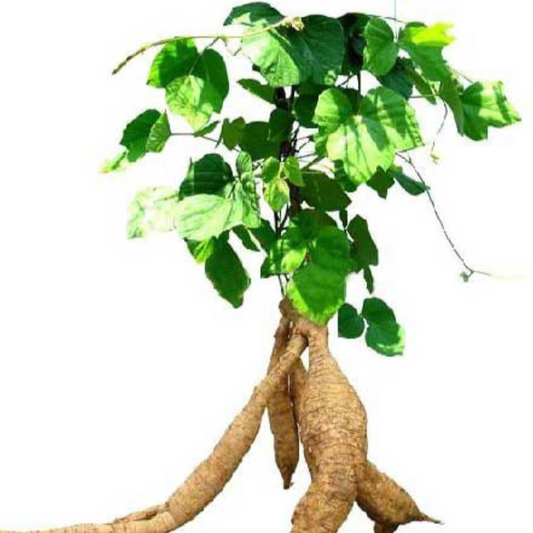 Pueraria Root