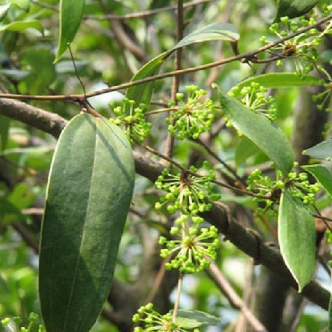 Rhizome Smilacis Glabrae
