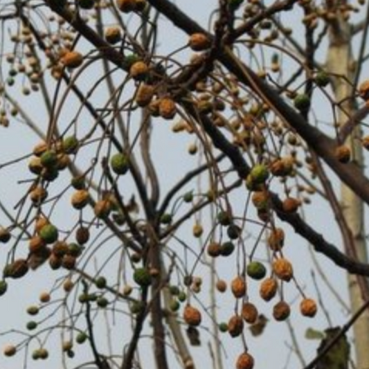 Szechwan Chinaberry Fruit