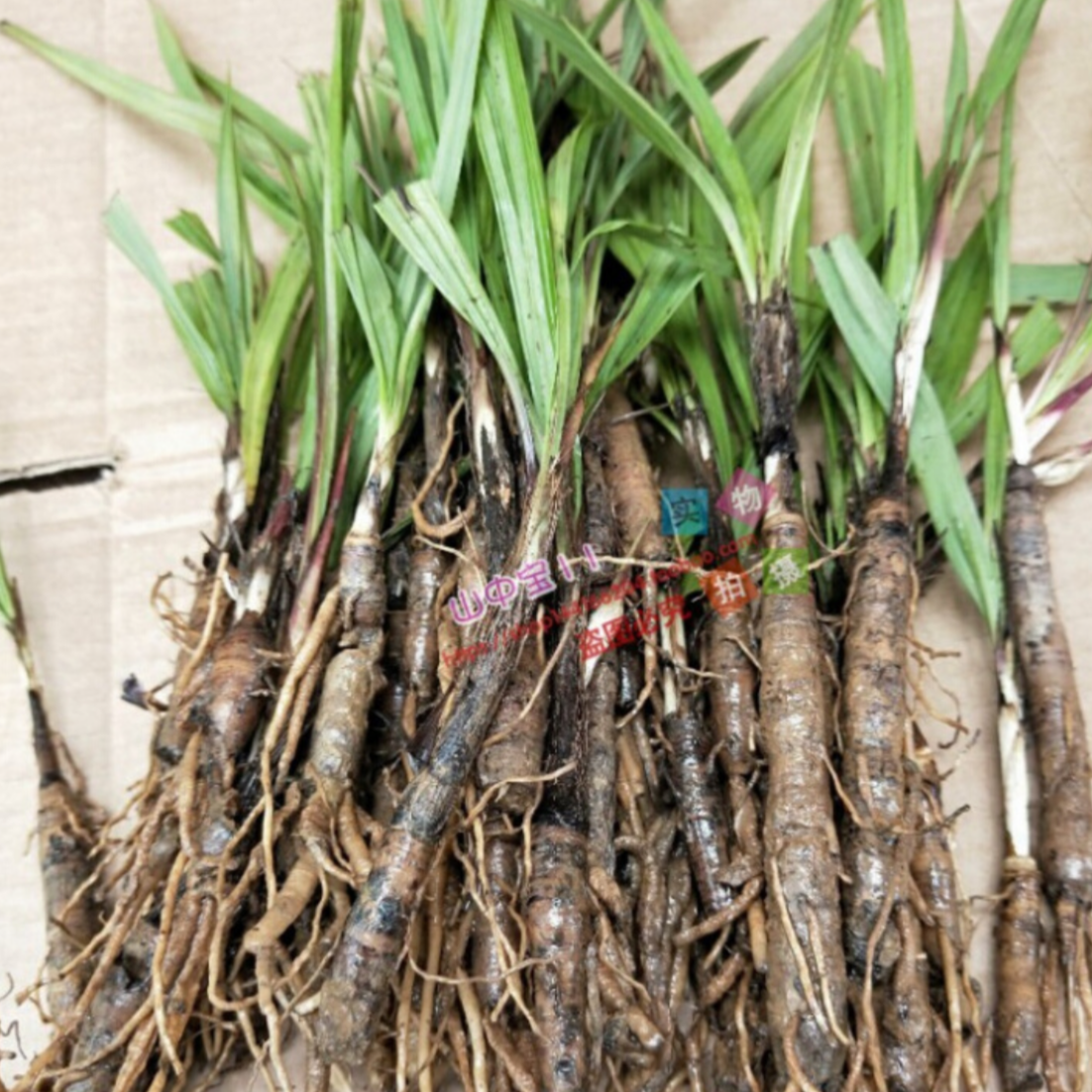 Rhizoma Curculiginis Tuber