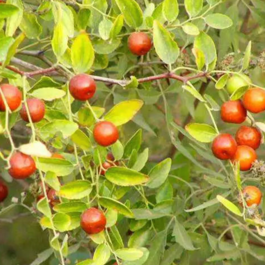 Wild Jujube Seed