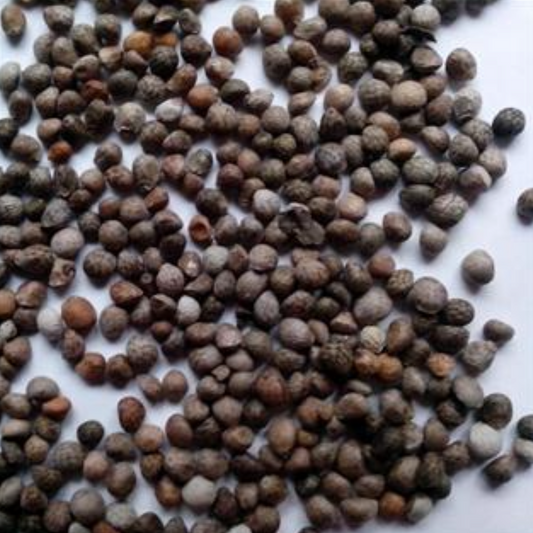 Perilla Seed