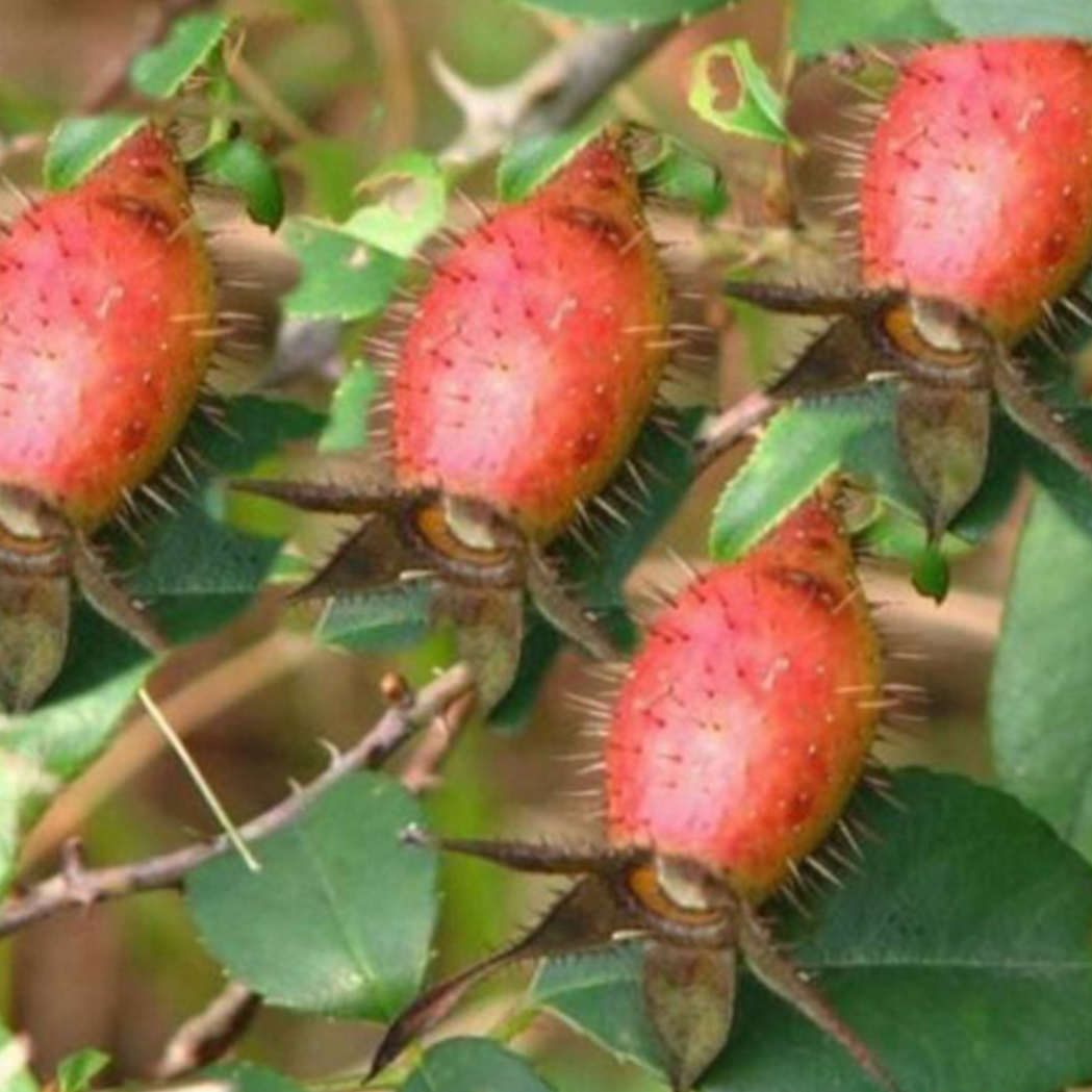 Fructus Rosae Laevigatae 金樱子