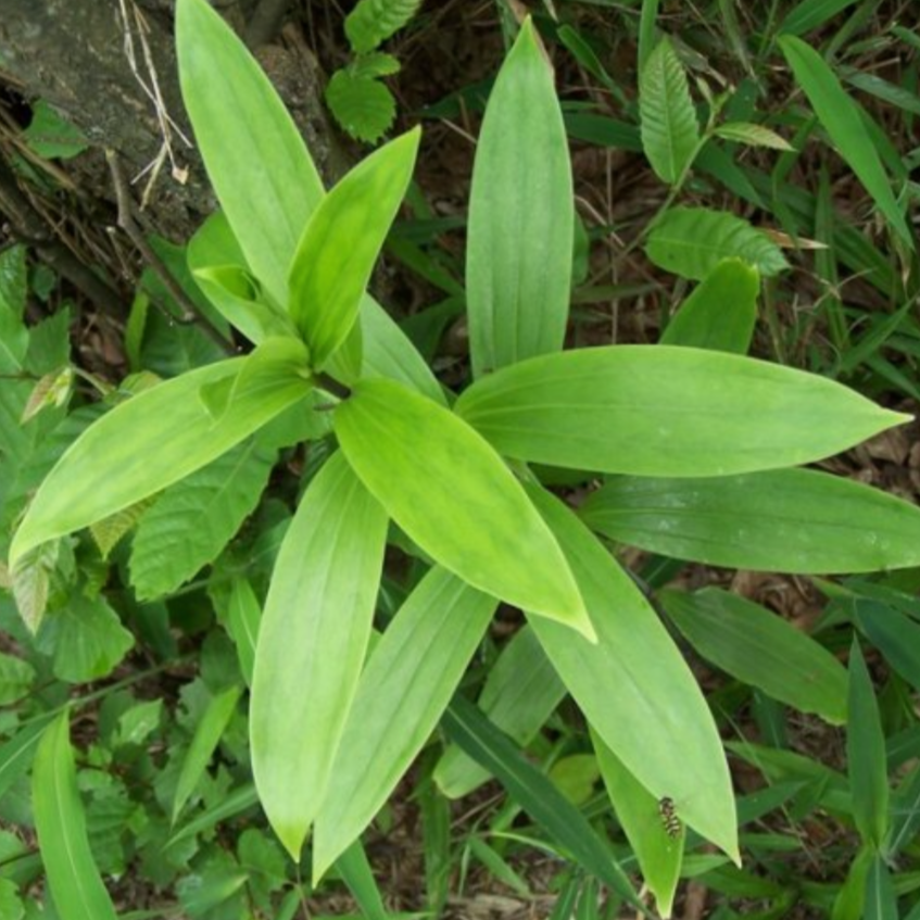 Polygonatum Odoratum