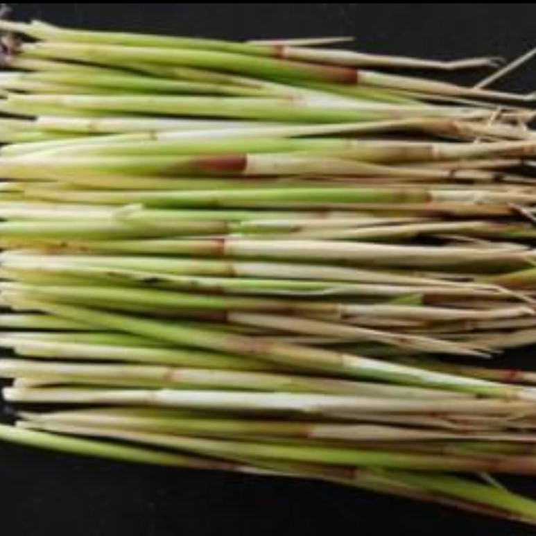 Woolly Grass Rhizome