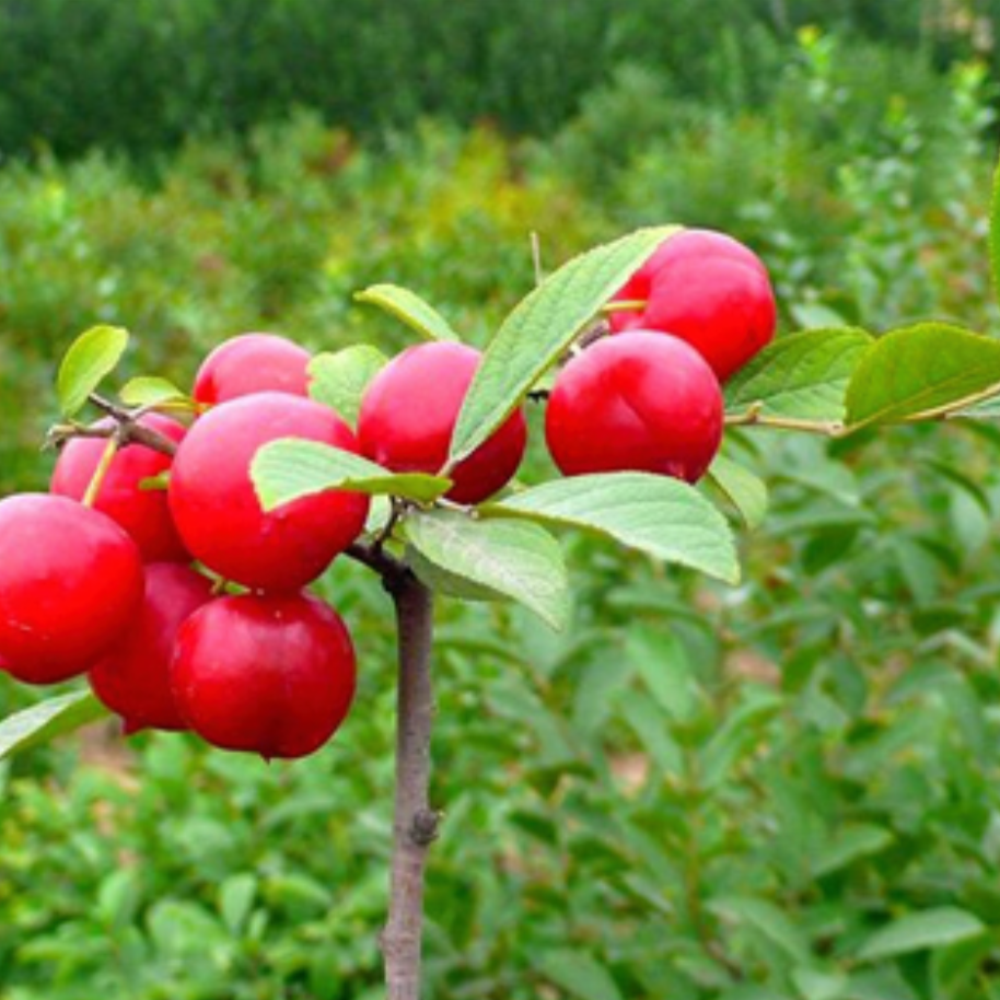 Bush-Cherry Seed