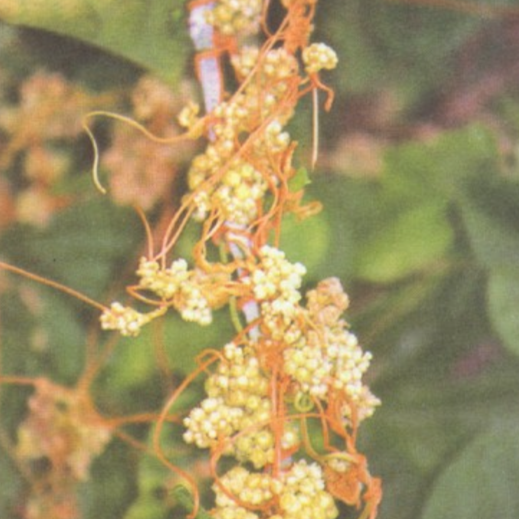 Dodder Seed