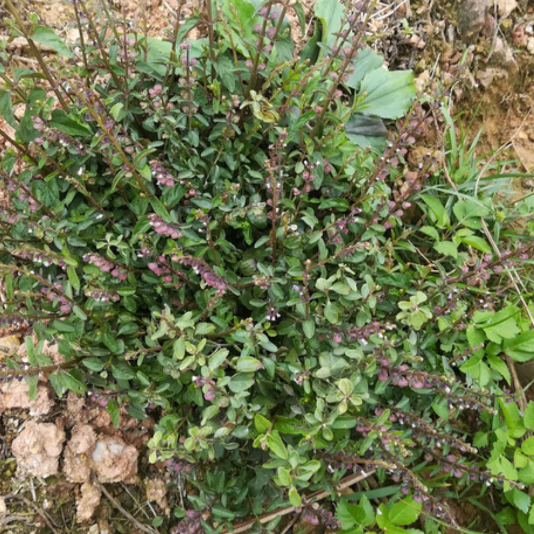 Herba Scutellariae Barbata