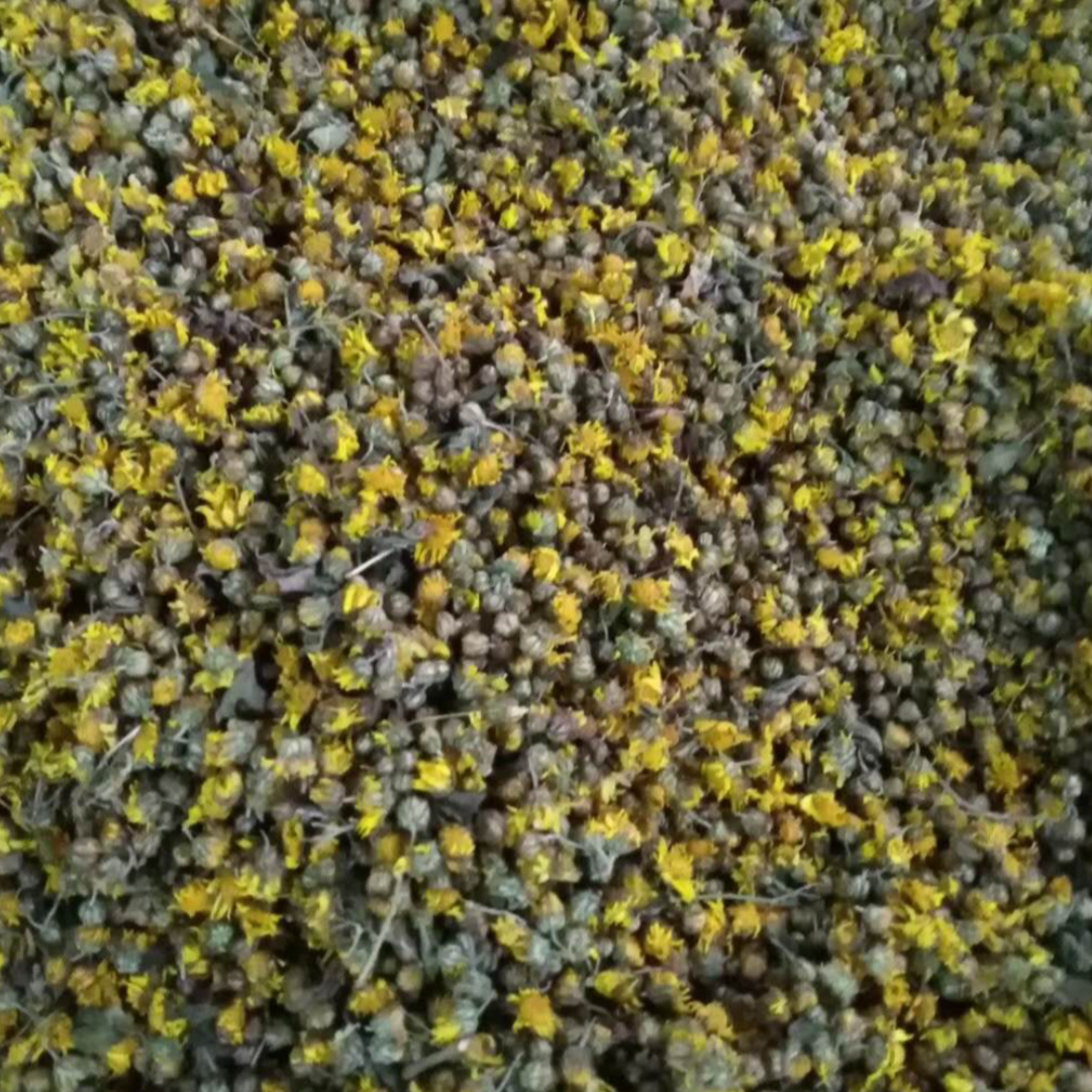 Wild Chrysanthemum Flower