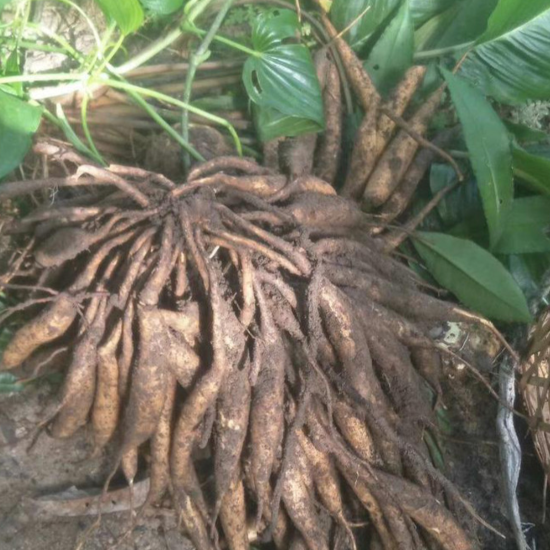 Stemona Root