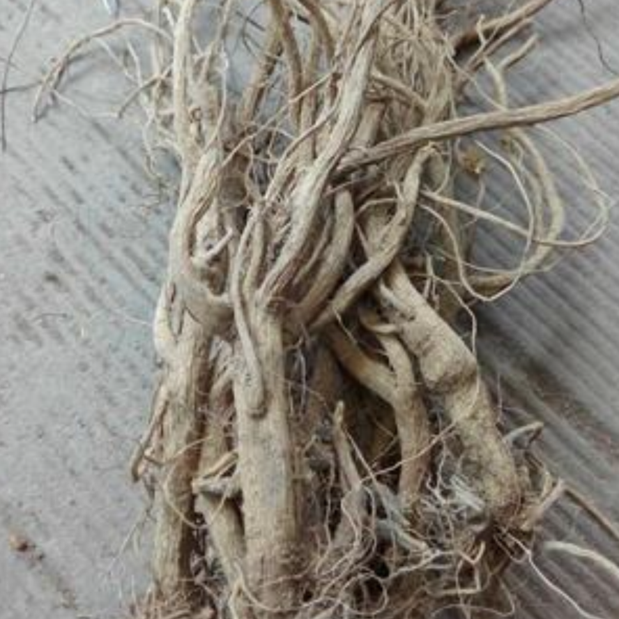 Cyathula Root