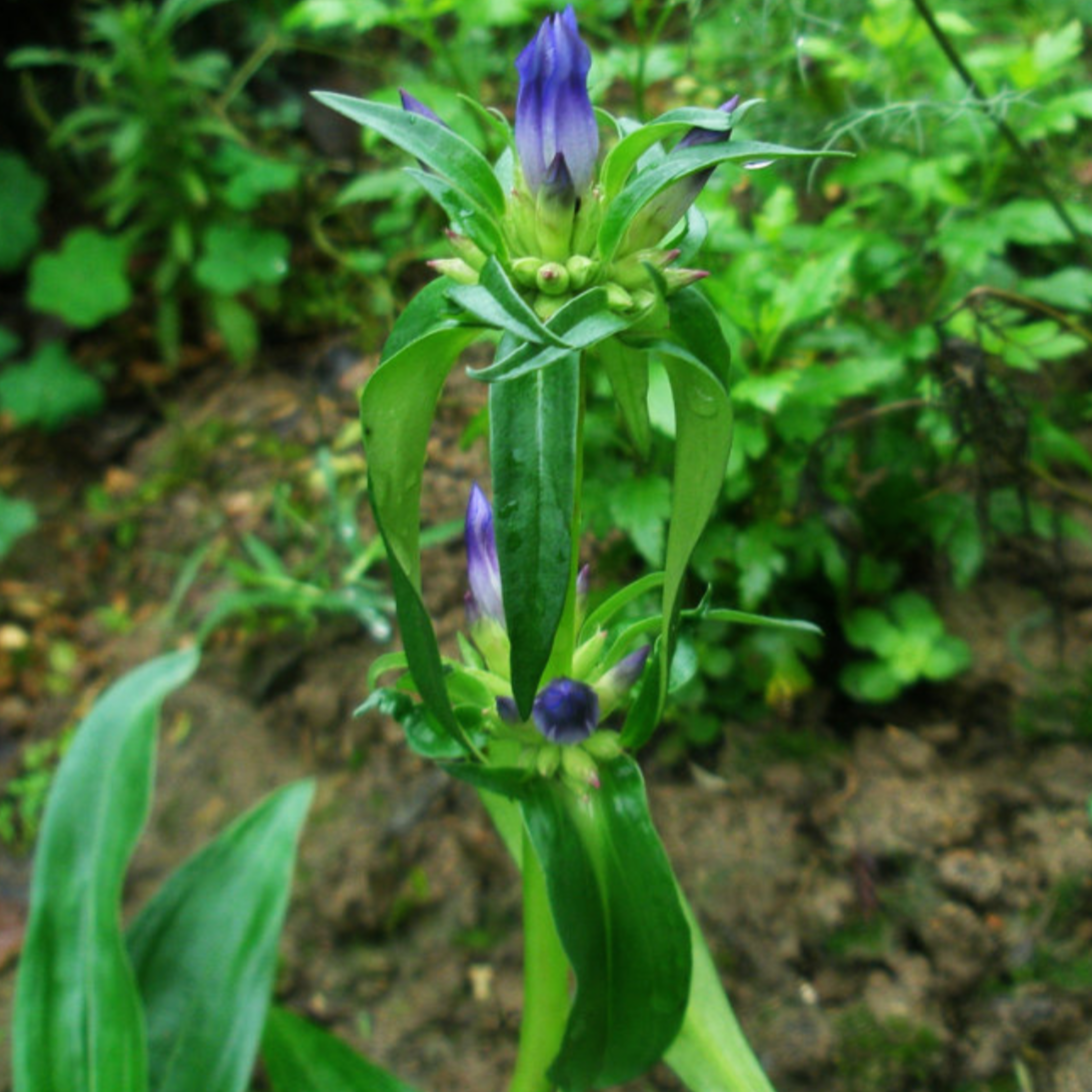 Radix Gentianae Macrophyllae 秦艽