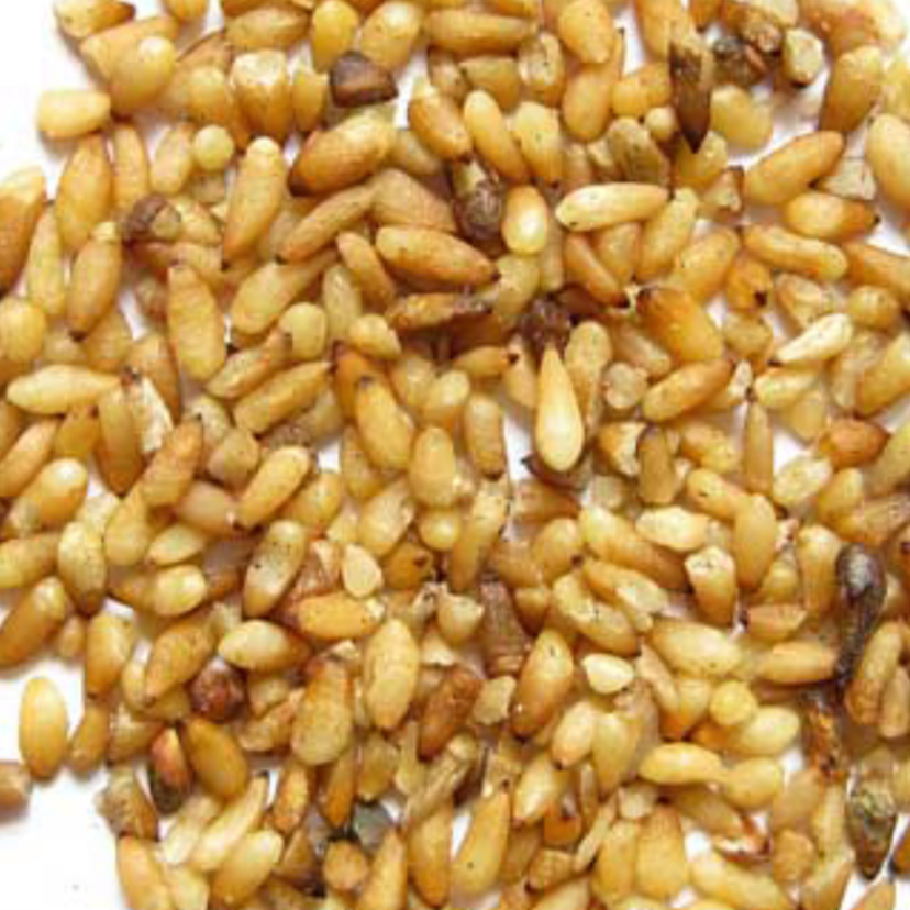 Biota Seed (Arborvitae Seed)