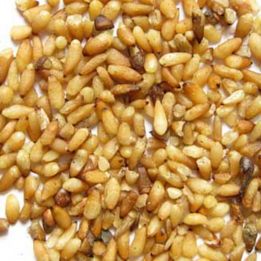 Biota Seed (Arborvitae Seed)