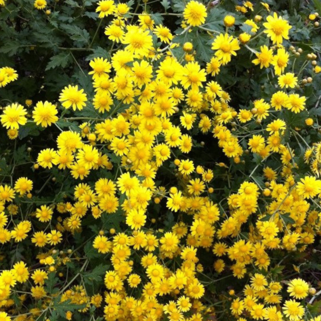 Wild Chrysanthemum Flower