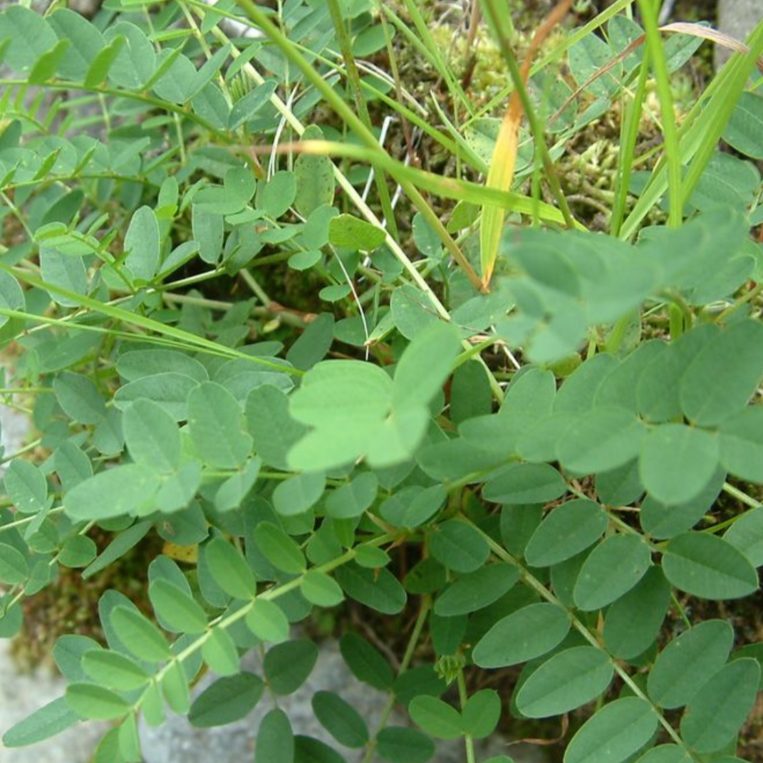 Astragalus Root