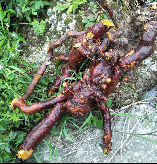 Rhizoma Polygoni Cuspidati