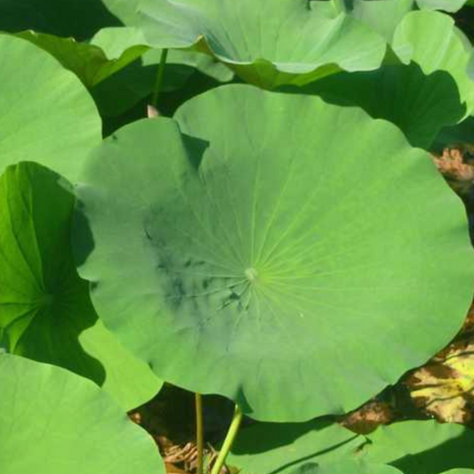 Lotus Leaf