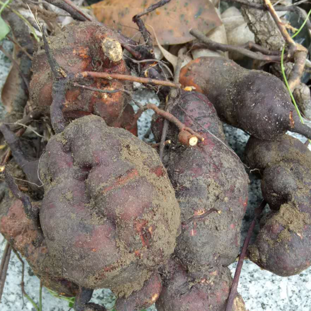 Fleece Flower Root – Nature's Way Herbal Remedies