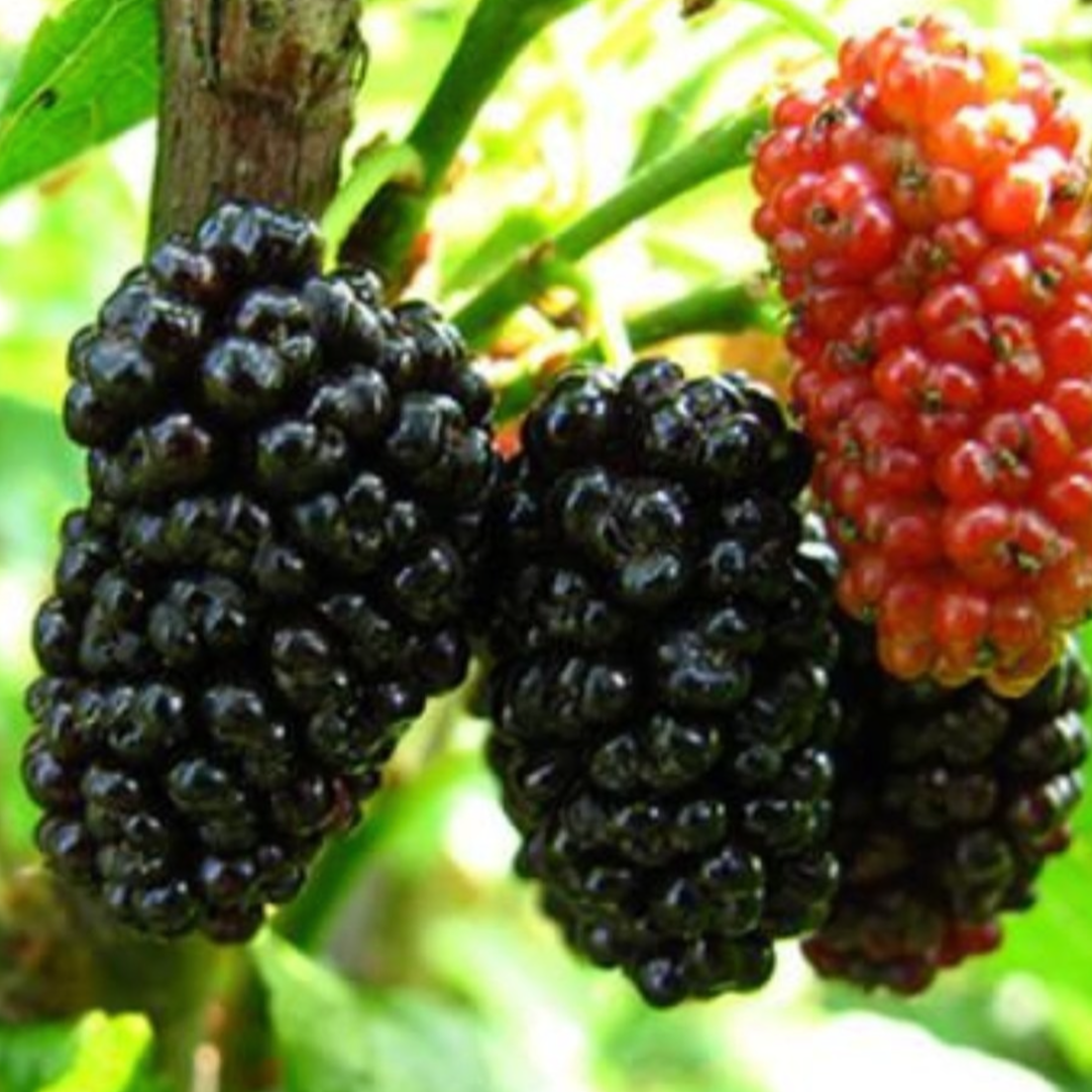 Mulberry Fruit