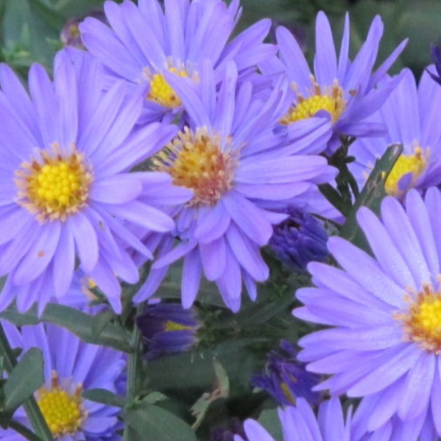 Aster Root