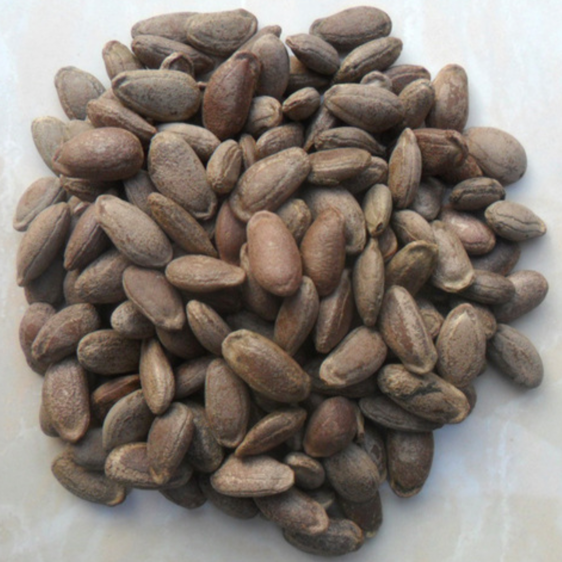 Trichosanthes Seed