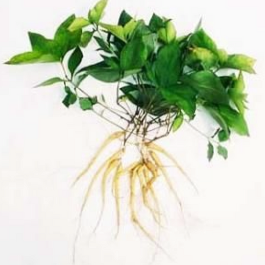 Radix Pseudostellariae