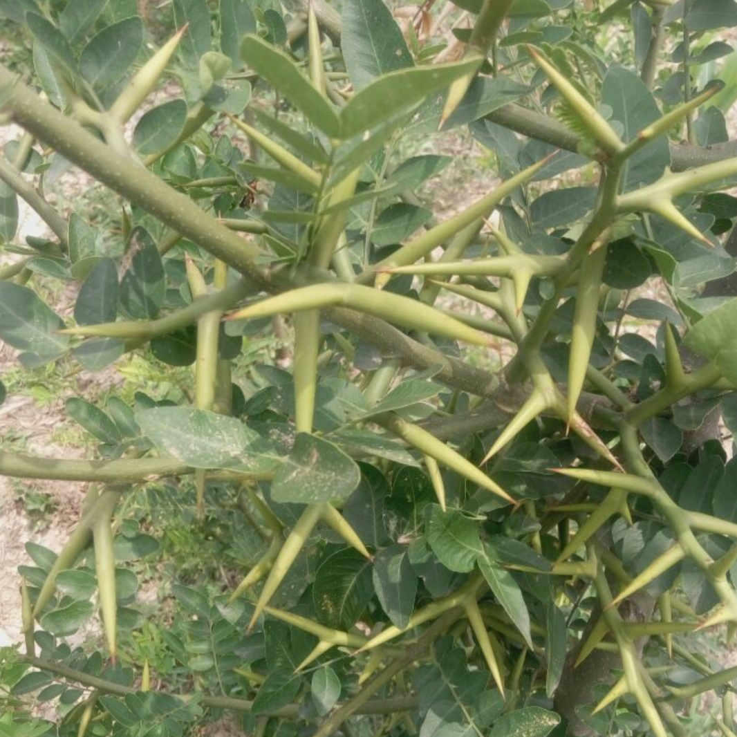 Honey Locust Thorn